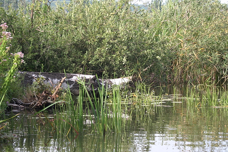 Killikus&reg; Fotographie